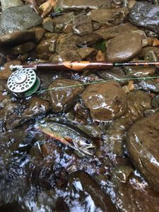 Susquehanna River Tributary Fishing for trout